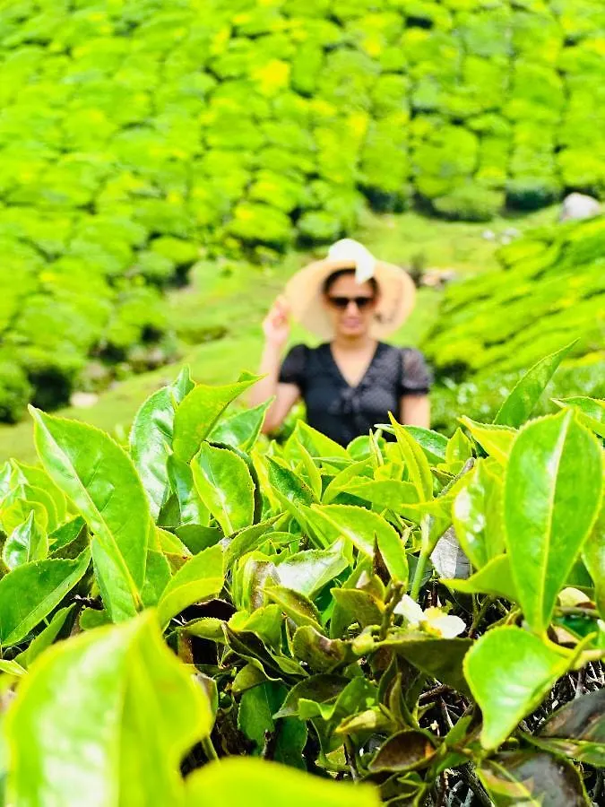 Hotel Green View Holiday Home Vythiri